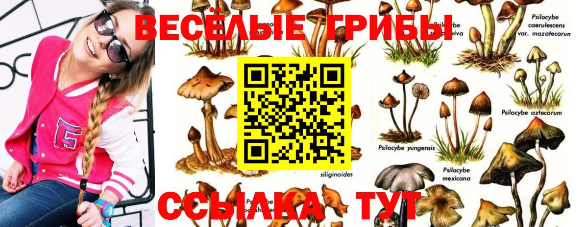 Галлюциногенные грибы Psilocybe  Заволжье 